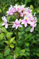 bouquet fleurs d'épidendrum