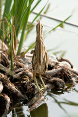 a chick of little bittern / Ixobrychus minutus