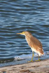 Squacco or Silky Heron looking for food (Ardeola ralloides)