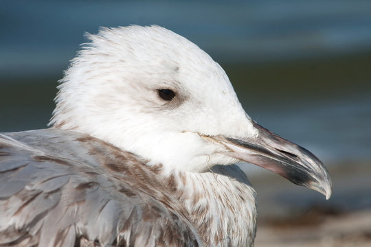 a portrait of juvenile herring gull  / Larus argentatus