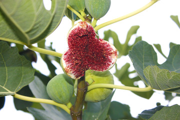 Ripe fig in green leaves