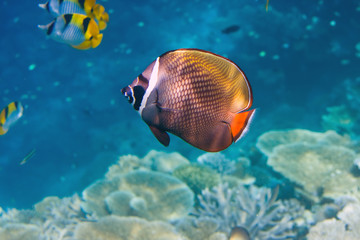 Naklejka na ściany i meble Fishes in corals. Maldives