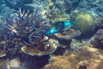 Fishes in corals. Maldives