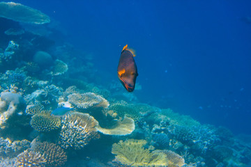 Naklejka na ściany i meble Fishes in corals. Maldives