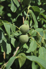 Unripe nuts