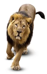Crédence de cuisine en verre imprimé Lion Asian lion, Pantera leo persica