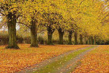 Naklejka premium Fallen Autumn leaves on an English Rural Track