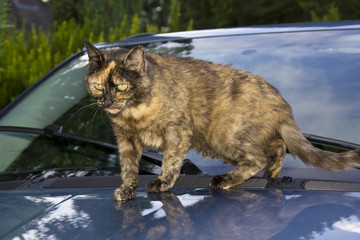 Katze auf Auto