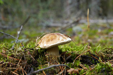 mushroom close up