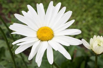 Obraz premium marguerite blanche