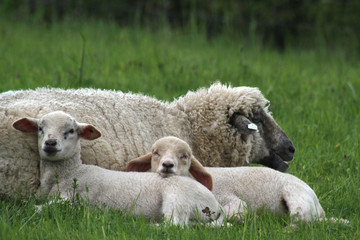 Obraz premium Lämmer mit ihrer Mutter