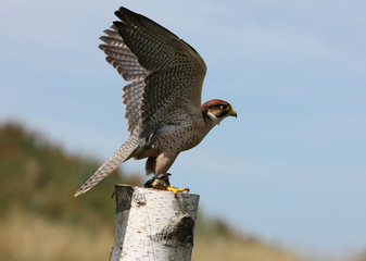 Peregrine Falcon taking off