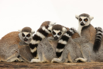A family of Ring Tailed Lemurs
