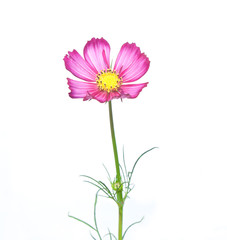 Camomile © Mus1