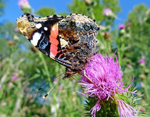 butterfly - vanessa atalanta, admiral