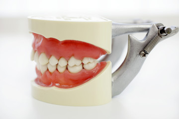 Gebissmodell mit Metalgestell_02