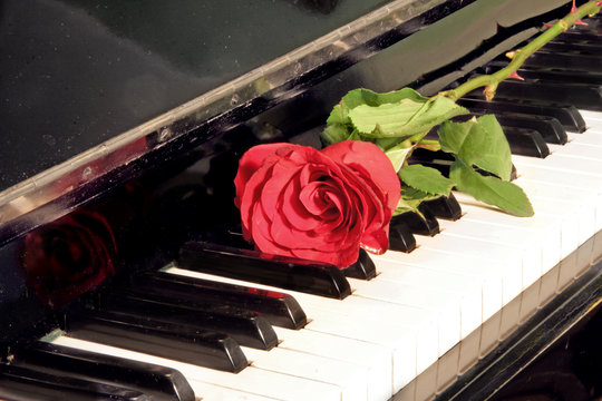 rose over piano key