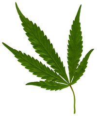 leaf of hemp isolated