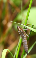 Nymph of the dragonfly