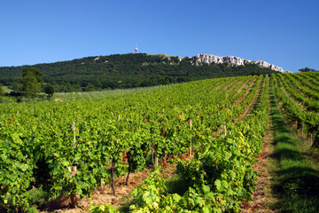 Vine yard in Czech