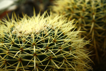 Detail of the green cactus