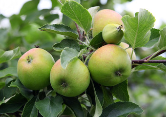 Saftige Äpfel am Ast