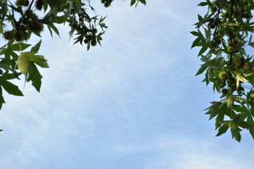 Fresh green leaf frame