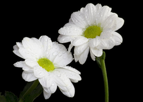 Crisantemos blancos.