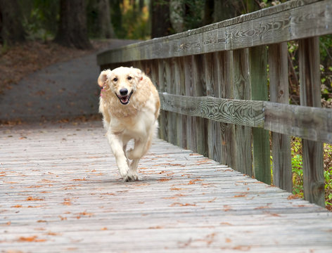 Dog Running Toward Camera