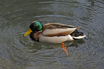 Stockente, Anas platyrhynchos - Mallard