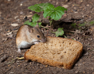 Striped Field Mouse, Apodemus agrarius