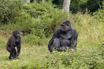 Obraz premium Gorille et son petit
