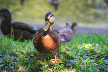 Duck mallard