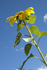 Sunflower petals closeup. Helianthus annuus