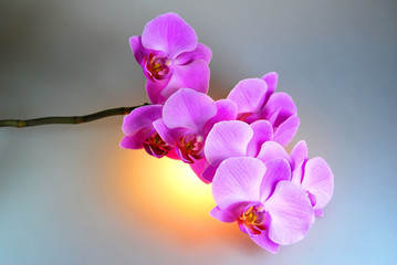 Orchidee