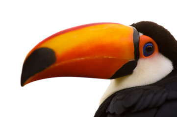 Toco Toucan closeup isolated on white
