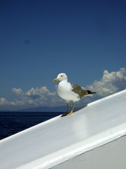 Obraz premium Gabbiano guarda il mare