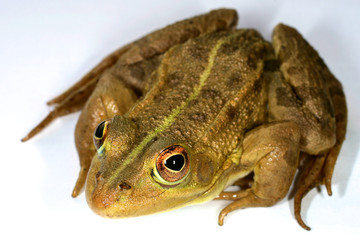 Green-brown Frog