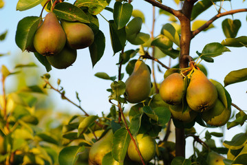 Pears on tree