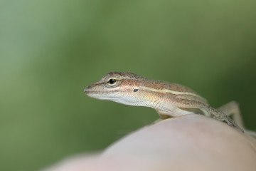 Anolis auratus - (Polychrotidae sauria)