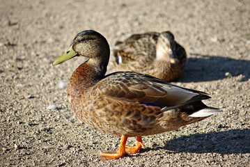 Stockente