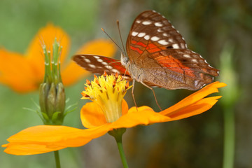 Anartia amathea