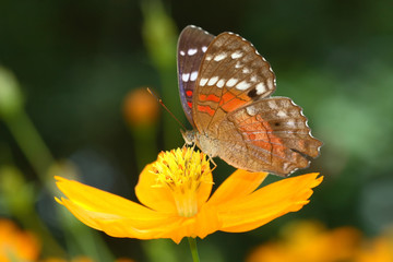 Anartia amathea