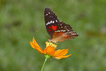Anartia amathea