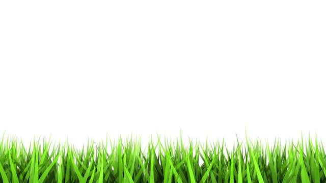 Green Grass On White Background. Matte Channel.