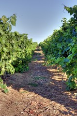 Fototapeta na wymiar HDR de vignes de la région de Cognac