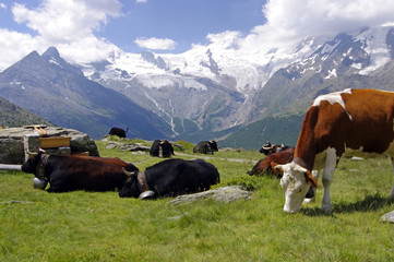 Fototapeta na wymiar Die Käseproduzenten der Schweizer