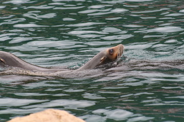 Leon marino nadando.
