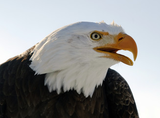 Bald eagle