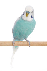 Blue budgerigar on a branch